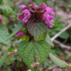 Lamier pourpre (Lamium purpureum)