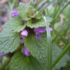 Lamier pourpre (Lamium purpureum) – Image 2