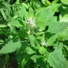 Chénopode Blanc (Chénopodium Album)