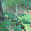Chénopode Blanc (Chénopodium Album) – Image 2