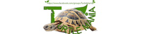 Turtle SHOP