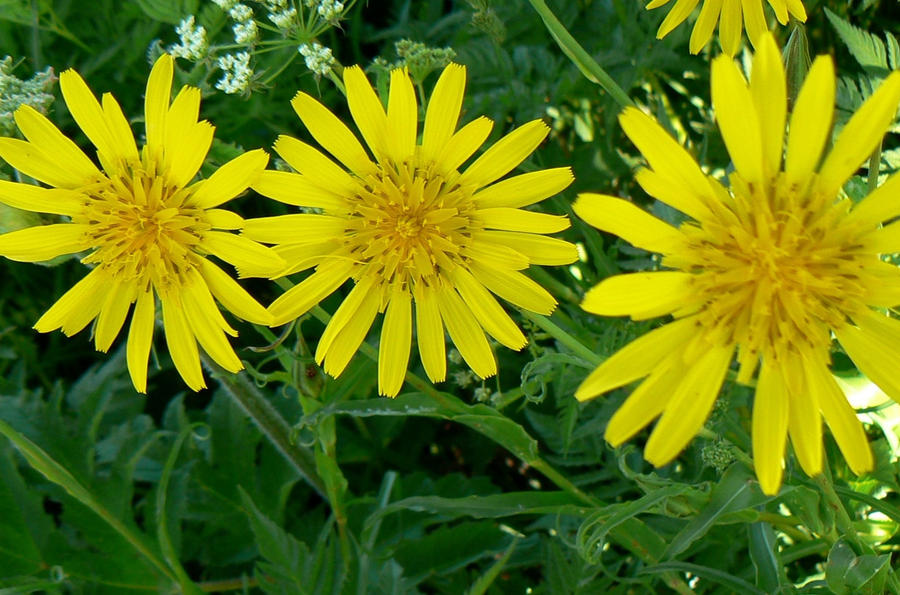 plante des prés en 4 lettres