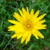 Salsifis des prés (Tragopogon pratensis).