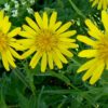 Salsifis des prés (Tragopogon pratensis). – Image 2