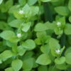 Stellaire intermédiaire (Stellaria media) – Image 2