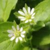 Stellaire intermédiaire (Stellaria media)