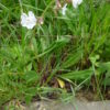 Compagnon blanc (Silène Latifolia) – Image 2