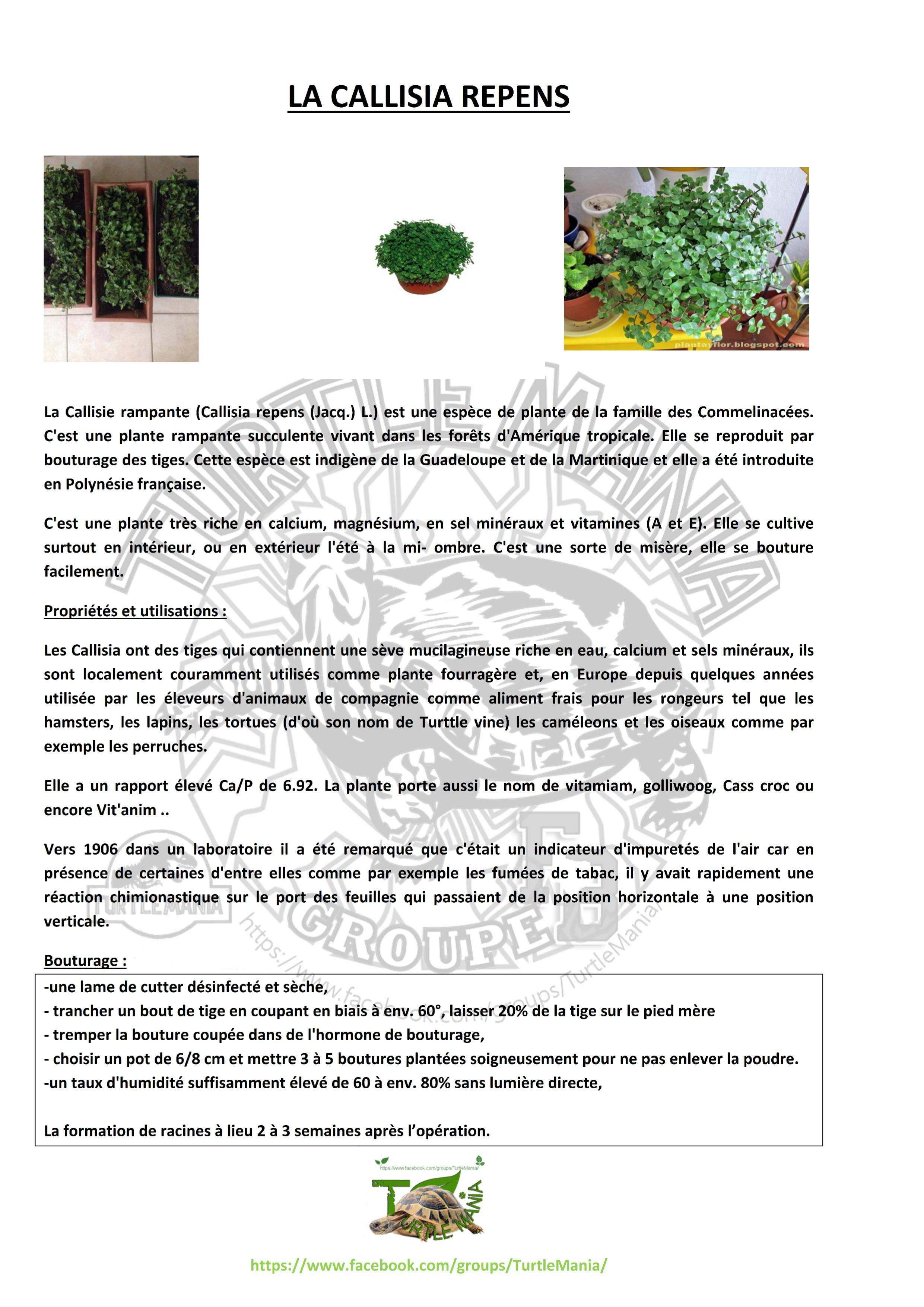 Plante de tortue - Calissia Repens par 6 pièces - PetFriendly - Plante  d'intérieur ⌀12 cm - ↕