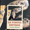 La tortue sauvage ou tortue d'Hermann