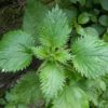 Grande ortie (Urtica dioica)
