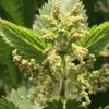 Grande ortie (Urtica dioica) – Image 2