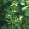 Gaillet gratteron (galium aparine) – Image 2