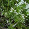 Gaillet gratteron (galium aparine)