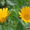 Souci des champs (Calendula Arvensis) – Image 2