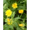 Souci des champs (Calendula Arvensis)