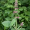 Épiaire des bois (Stachys sylvatica) – Image 2