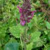 Épiaire des bois (Stachys sylvatica)