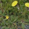 Piloselle (Pilosella officinarum) – Image 2
