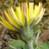Piloselle (Pilosella officinarum)