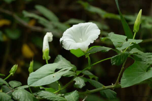 Liseron des haies (Convolvulus sepium)